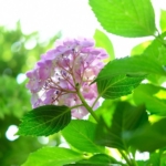 ふじみ野写真さんぽ|梅雨の彩り 紫陽花の美しさと燃える朝焼けを楽しむひととき 52956922886_759ef79987